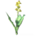 Seed Kale